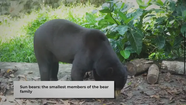 Video thumbnail for Do Sun Bears Attack Humans? Exploring the Facts