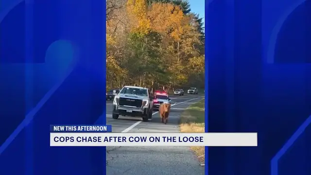 Video thumbnail for Moo-ve over! Runaway cow leads police on chase through Carmel