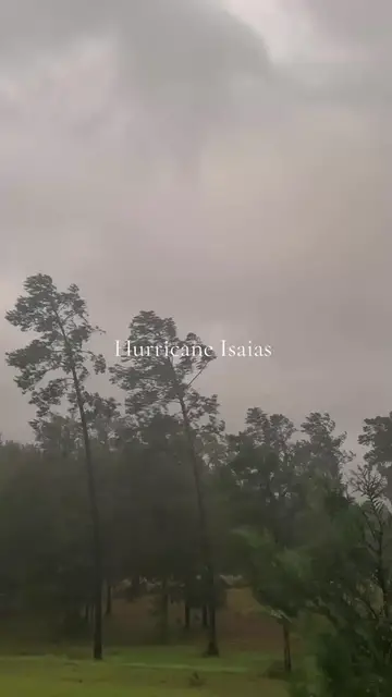 Video thumbnail for Trees Bending in the Winds of Hurricane Isaias