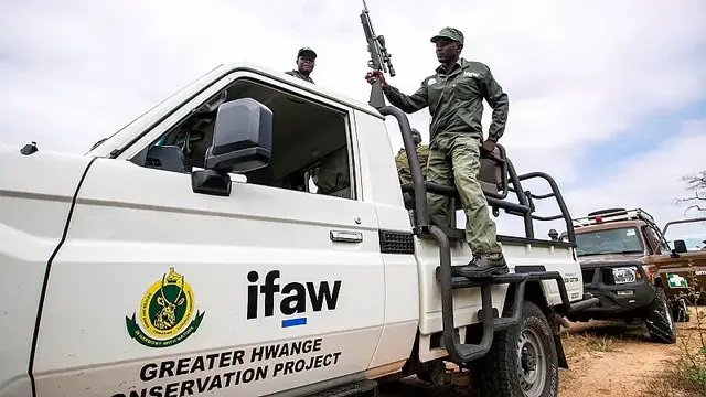 Video thumbnail for Zimbabwe to cull 50 elephants, distribute meat to locals