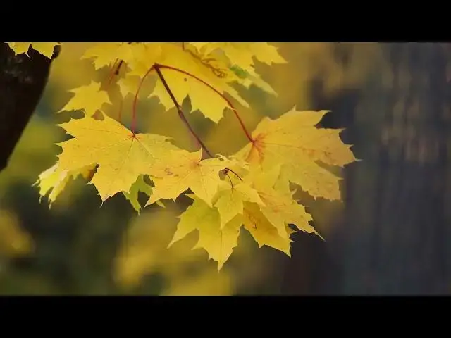 Video thumbnail for 4K Autumn Leaves