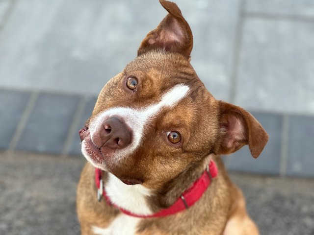 Video thumbnail for Paws & Pals: Meet Sid, a spunky puppy ready for a home