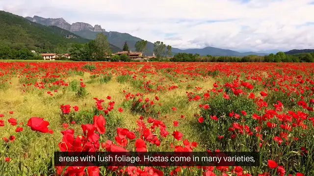 Video thumbnail for How to Grow Hostas