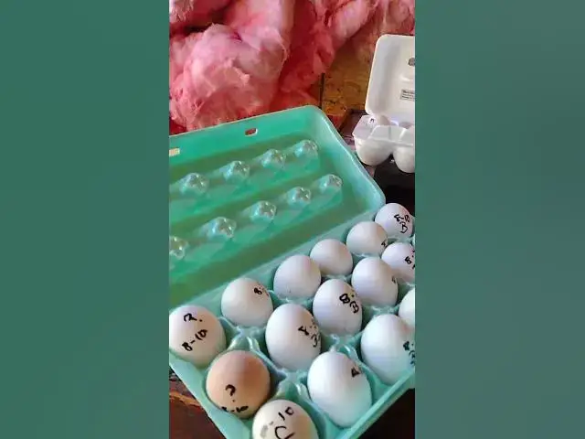Video thumbnail for All The Eggs to Incubate 105 #Shorts