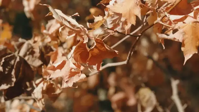 Video thumbnail for Beautiful Scenery of Autumn   Forest