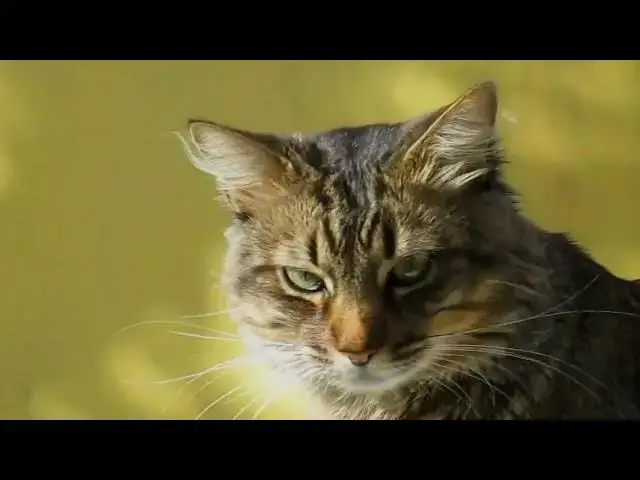 'Video thumbnail for How do cats show dominance to other cats?'
