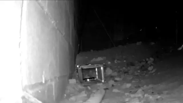 Video thumbnail for US: Caught On Video: Rat Snatches Bait Without Triggering Trap.