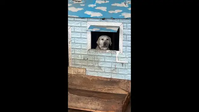 Video thumbnail for Dog Watches Owner from Doghouse on a Rainy Day in Fujian