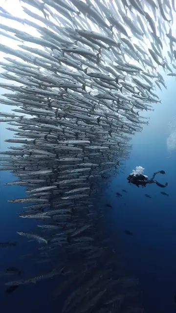 Video thumbnail for Diver Surrounded by a Towering Barracuda Tornado at Sipadan