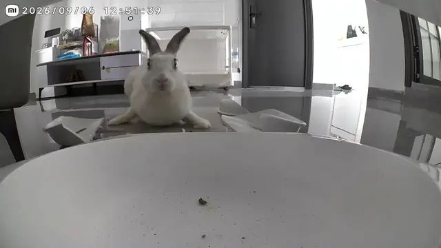 Video thumbnail for Rabbit Accidentally Breaks Plate After Meal in Fujian