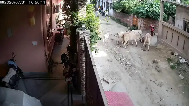 Video thumbnail for India: Terrifying cow attack leaves young girl pinned against wall during frightening street ordeal.