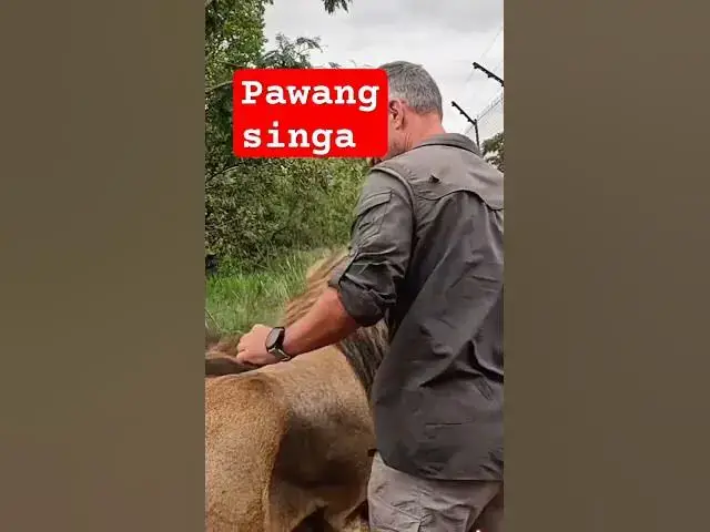 Video thumbnail for pawang singa