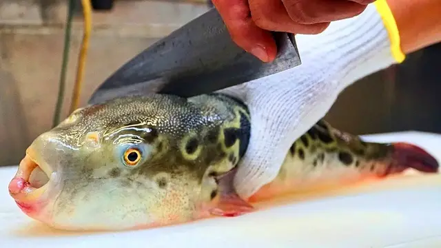 'Video thumbnail for JAPANESE STREET FOOD - Poisonous Fugu (DON'T TRY THIS AT HOME!) Street Food in Tokyo Japan'
