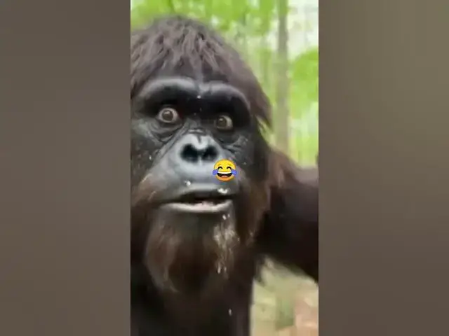 Video thumbnail for Big foot and the jungle