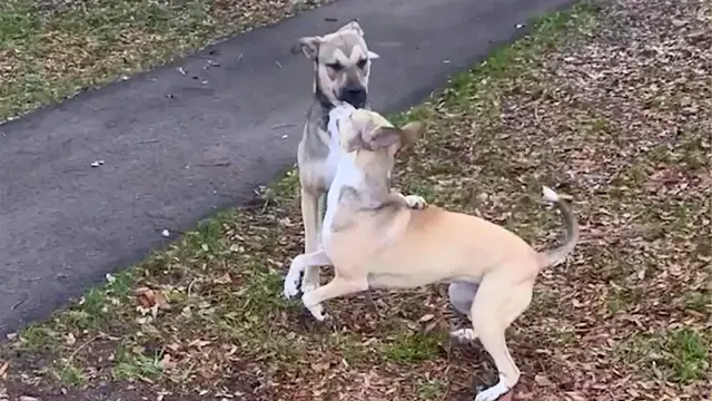 Video thumbnail for Rescue Dog Has Wholesome Reunion With Biological Sibling She Last Saw At Shelter