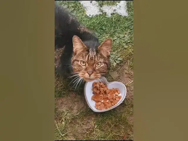 Video thumbnail for kitty play