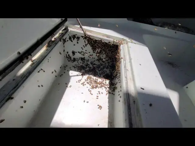 'Video thumbnail for BEES On A BOAT!!! #Shorts @BornAgainBoating'