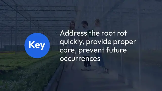 Video thumbnail for How to Fix Zanzibar Gem Root Rot