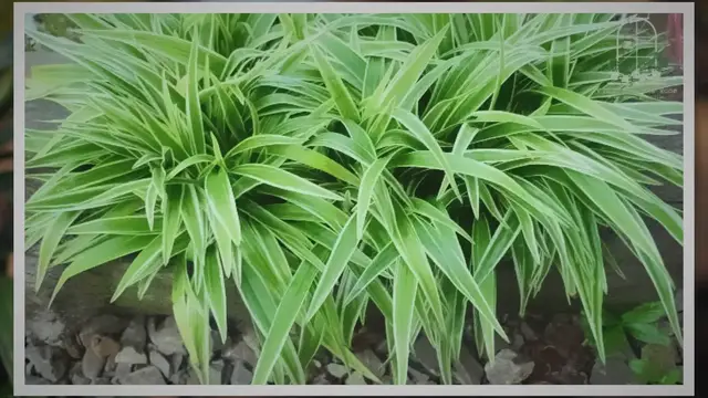 Video thumbnail for An Ultimate Guide to Home Decor Ideas with Spider Plants