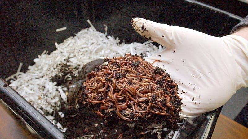 Video thumbnail for Vermicomposting: The tiny worms transforming Kenyan farms