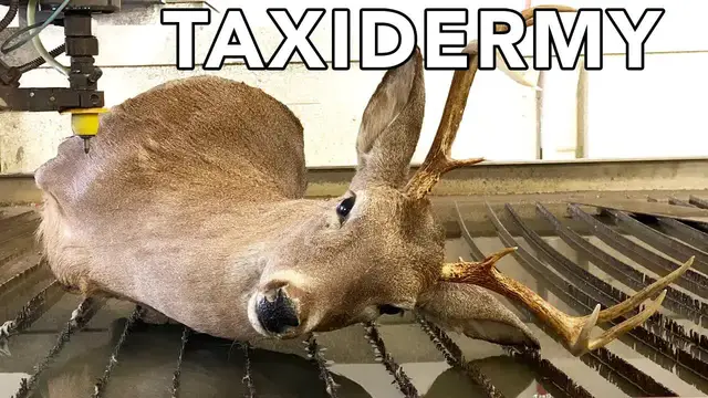 Video thumbnail for Water Jet Cutting: Taxidermy Deer Head Foam Prep