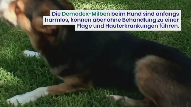 Video thumbnail for Kokosöl bei Demodex-Milben beim Hund: Wirkung & Anwendung