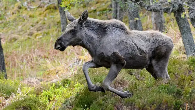 'Video thumbnail for Sweden’s live elk migration captivates millions globally'
