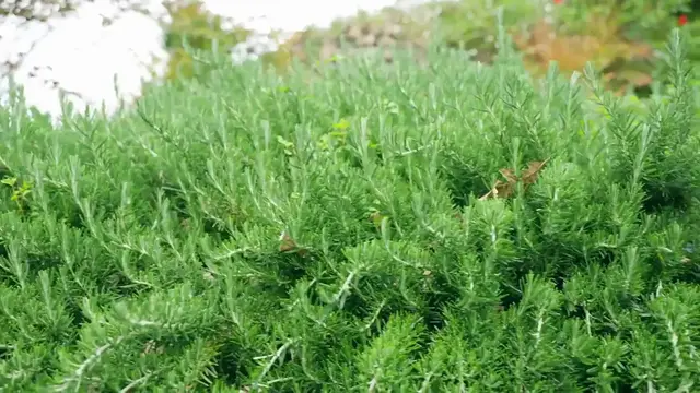 Video thumbnail for Best Shrubs for Hedges