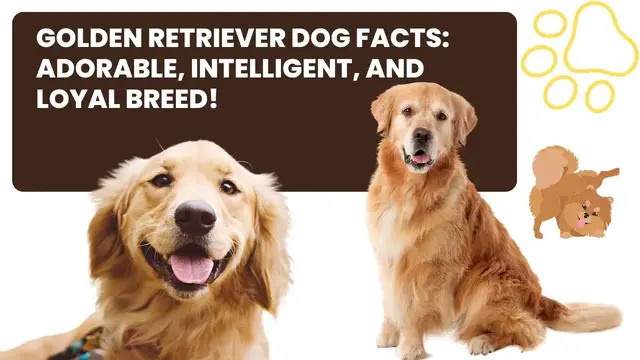 Video thumbnail for Golden Retriever Dog Facts: Adorable, Intelligent, and Loyal Breed!