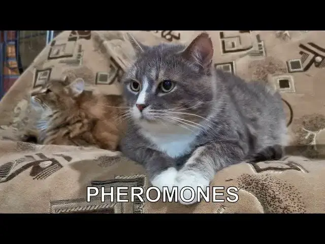 'Video thumbnail for How do I get my cat comfortable with a carrier?'