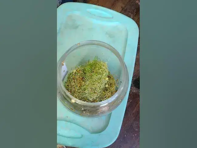 Video thumbnail for 1 Cup of Seeds to Sprouts #Shorts