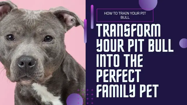 Video thumbnail for How to Train Your Pitbull to Be a Good Family Pet