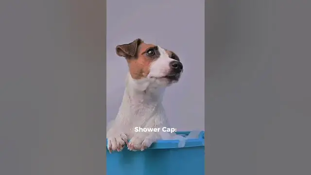 'Video thumbnail for 5 Dog Life Hacks for Happier Pups #shorts #puppy'