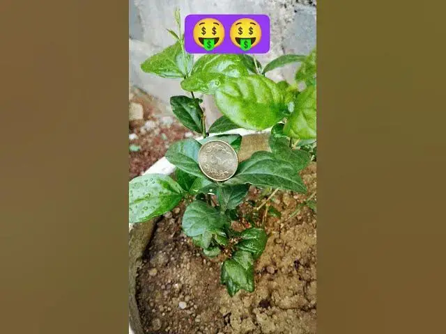 'Video thumbnail for पैसे का पेड़,, आप भी लगाओ चीन की नयी खोज#shorts'