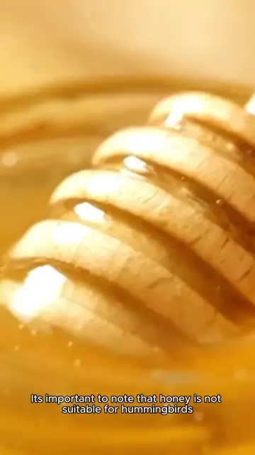 Video thumbnail for hummingbird nectar recipe