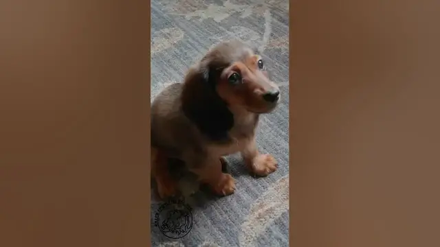 Video thumbnail for Our New Navigator - Tales From The Big Pig #shorts