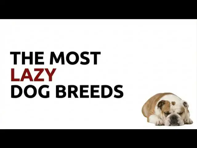 Video thumbnail for Couch Potato Dogs: The World’s Most Lazy Dog Breeds