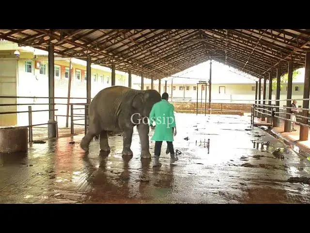 Video thumbnail for How to milk elephants