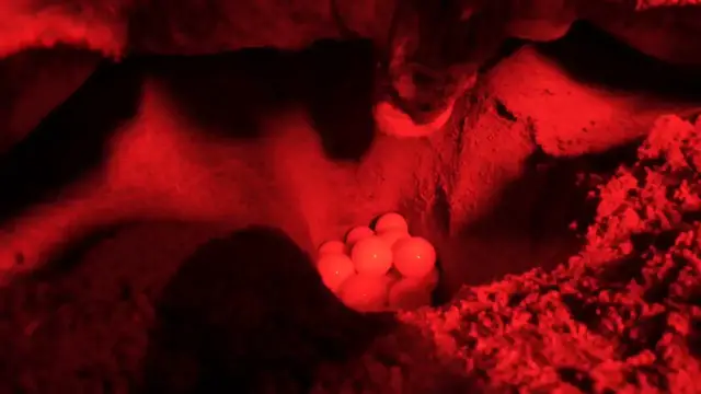 Video thumbnail for Türkiye: Endangered sea turtles lay eggs on Türkiye's Mediterranean coast.