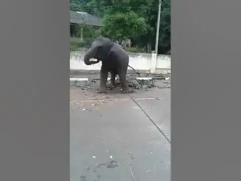 Video thumbnail for Baby elephant dancing in palace procession