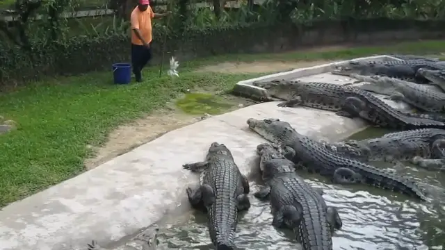 Video thumbnail for Feeding Crocs at Agra Farm!