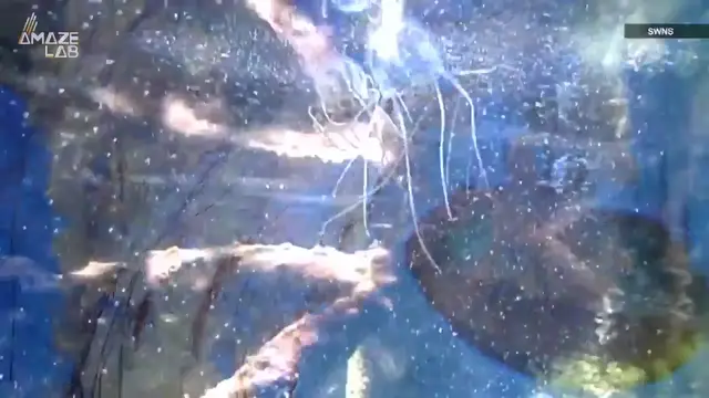 Video thumbnail for A closer look at ancient jellyfish: smarter than we thought