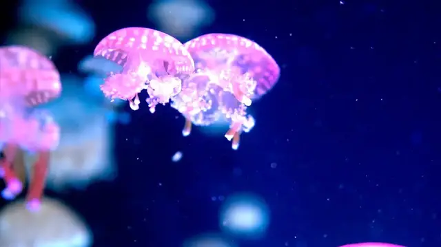 Video thumbnail for A closer look at ancient jellyfish: smarter than we thought