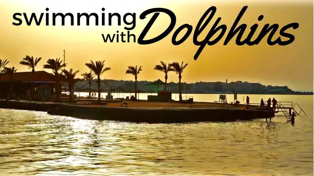 'Video thumbnail for I FOUND DOLPHINS IN THE RED SEA, EGYPT مصر'