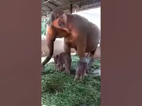 Video thumbnail for Pinnawala elephant twins