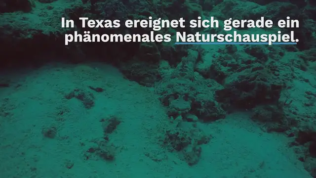 Video thumbnail for Vom Aussterben bedroht: So rettet ein Zoo eine der seltensten Krokodilarten der Welt