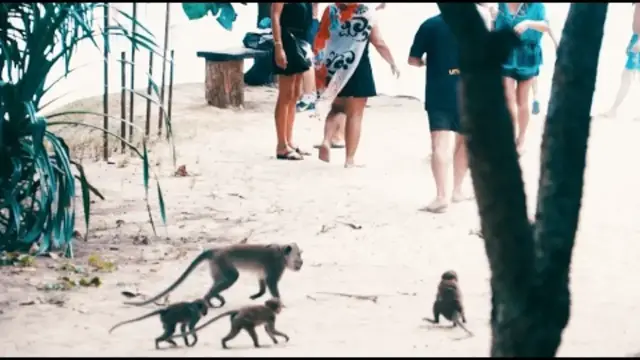 'Video thumbnail for Backpacking Thailand - | MONKEYS ATTACK TOURISTS |'