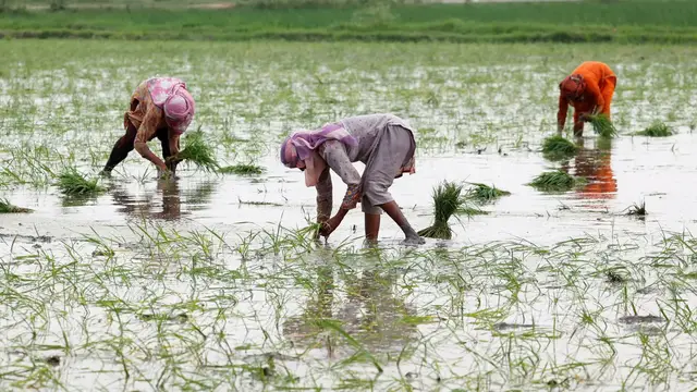 'Video thumbnail for Floods slash Pakistan’s basmati rice exports, driving up global prices'