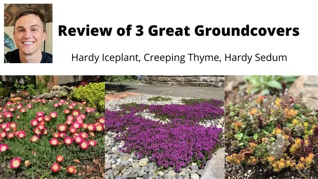 Video thumbnail for GROUND COVER REVIEW for the Sunny Garden: Hardy Iceplant, Creeping Thyme, Hardy Sedum