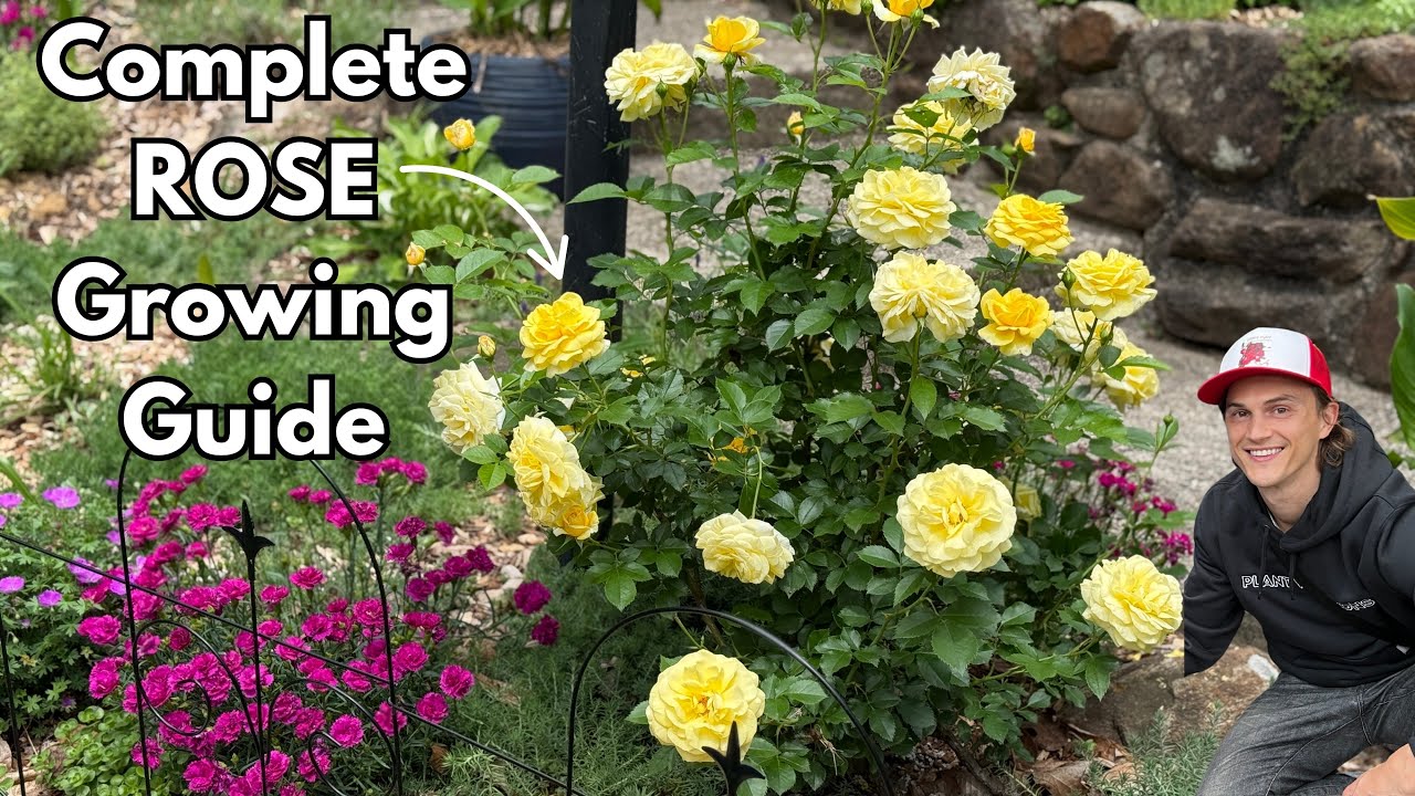 Video thumbnail for ROSES - How to Prune - from Spring to Fall